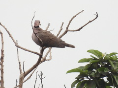 Streptopelia semitorquata