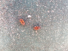 Pyrrhocoris apterus