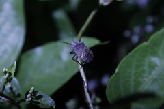 Megymenum brevicorne