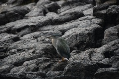 Butorides striata sundevalli