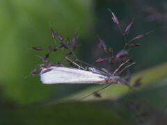 Crambus perlella