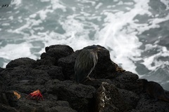 Butorides striata sundevalli