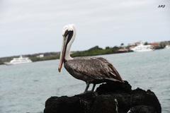 Pelecanus occidentalis urinator