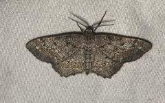 Hypagyrtis piniata