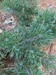 Pinus rigida