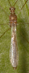 Berytidae