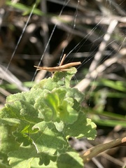 Achurum carinatum