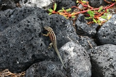 Microlophus indefatigabilis