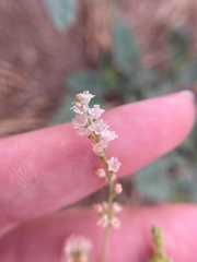 Boerhavia erecta