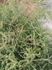 Salsola collina
