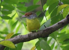 Cyclarhis gujanensis