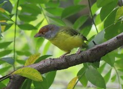 Cyclarhis gujanensis