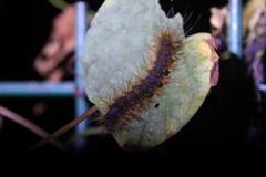 Creatonotos transiens