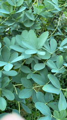 Baptisia