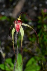 Caladenia orientalis