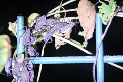 Physomerus grossipes