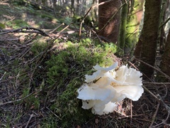 Pleurocybella porrigens