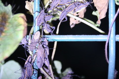 Physomerus grossipes