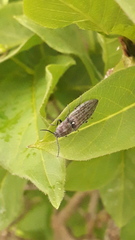 Actenicerus siaelandicus