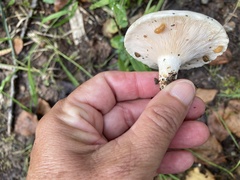 Lactarius controversus
