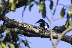 Megabyas flammulatus