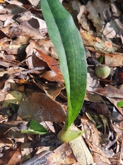 Eulophia maculata