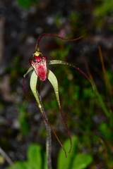 Caladenia orientalis