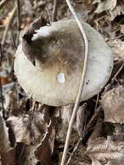 Amanita porphyria