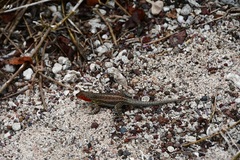 Microlophus indefatigabilis