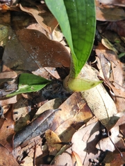 Eulophia maculata