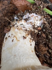 Lactarius controversus