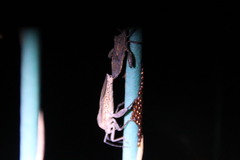 Physomerus grossipes