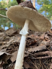 Amanita porphyria