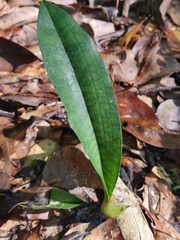 Eulophia maculata
