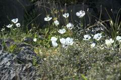Anemone coronaria