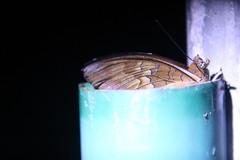 Charaxes bernardus