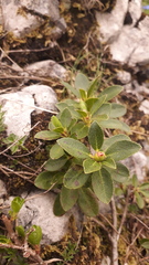 Rhododendron hirsutum