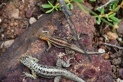 Microlophus indefatigabilis