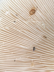 Lactarius controversus