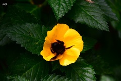 Xylocopa darwini