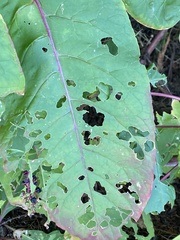 Psara obscuralis