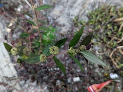 Euphorbia hirta