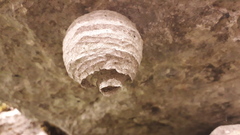 Dolichovespula saxonica