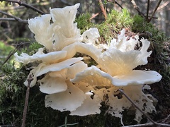 Pleurocybella porrigens