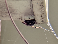 Neoscona domiciliorum