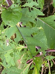 Psara obscuralis
