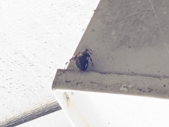 Neoscona domiciliorum