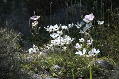 Ranunculus asiaticus
