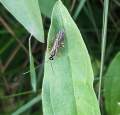 Pimpla rufipes