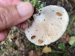 Lactarius controversus